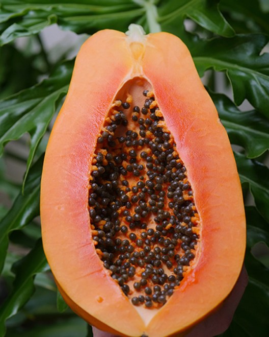 papaye_fruit